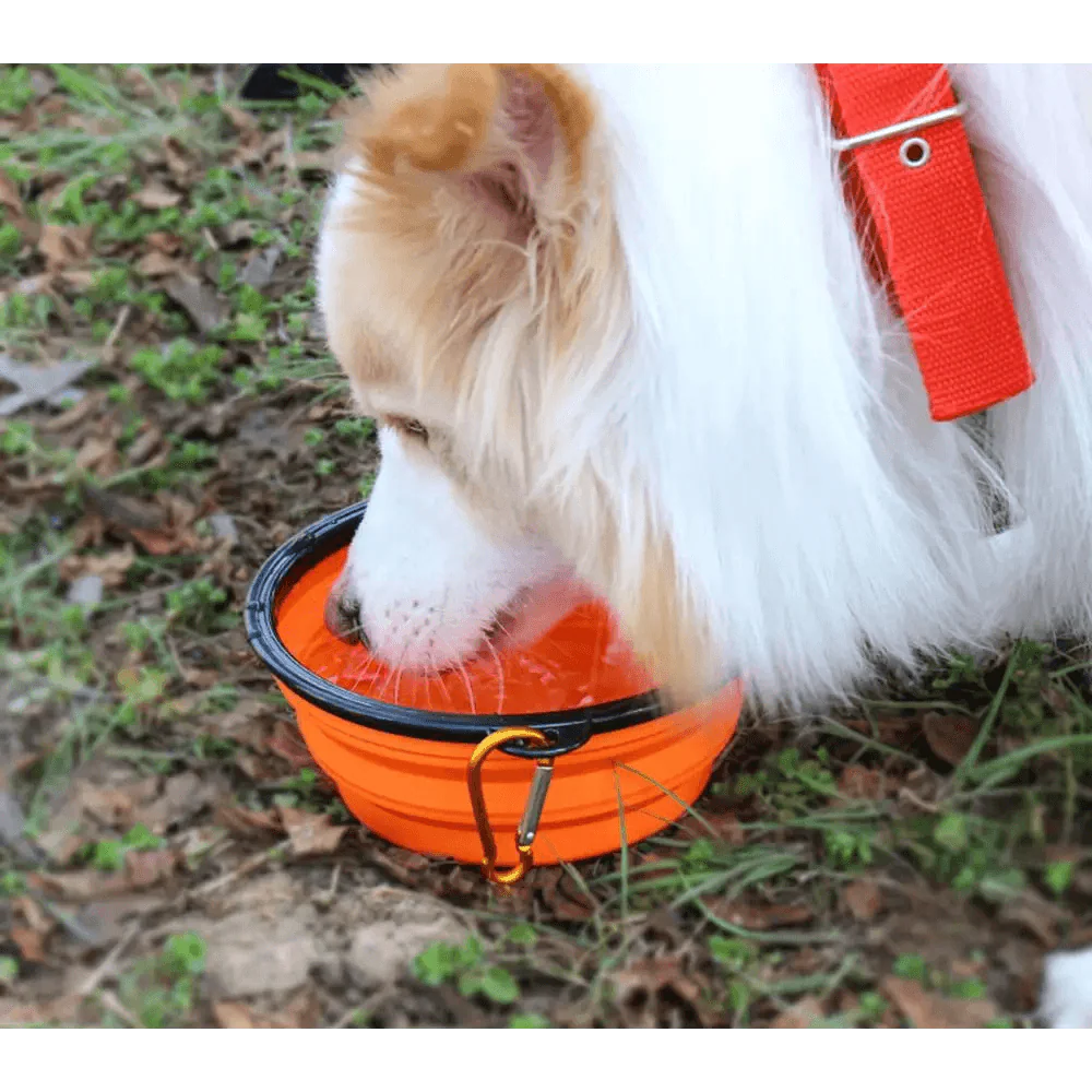 Collapsible Silicone Cat and Dog Food Water Bowl